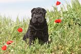 SHAR-PEI 516